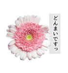 本物の花『ガーベラ』よく使う言葉で40種（個別スタンプ：37）