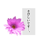 本物の花『ガーベラ』よく使う言葉で40種（個別スタンプ：39）