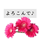 本物の花『ガーベラ』よく使う言葉で40種（個別スタンプ：40）