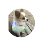 日常会話（愛犬バージョン）（個別スタンプ：4）