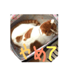 うちの猫だ（個別スタンプ：7）