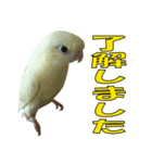 いつでも さざなみインコ 2（個別スタンプ：1）