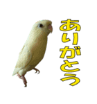 いつでも さざなみインコ 2（個別スタンプ：2）