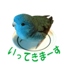 いつでも さざなみインコ 2（個別スタンプ：3）