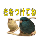 いつでも さざなみインコ 2（個別スタンプ：7）