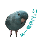 いつでも さざなみインコ（個別スタンプ：2）