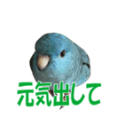 いつでも さざなみインコ（個別スタンプ：5）