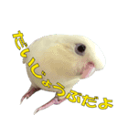 いつでも さざなみインコ（個別スタンプ：6）