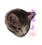 福島の猫たち（個別スタンプ：1）