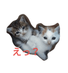 福島の猫たち（個別スタンプ：3）