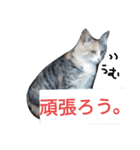 福島の猫たち（個別スタンプ：17）