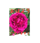優雅な薔薇（個別スタンプ：1）