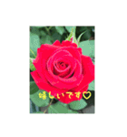 優雅な薔薇（個別スタンプ：16）
