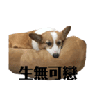 コーギー犬マクラ（個別スタンプ：7）