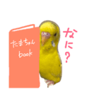 インコのたまちゃん（個別スタンプ：2）