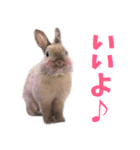 SAVE THE RABBITSのうさぎスタンプ（個別スタンプ：1）