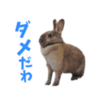 SAVE THE RABBITSのうさぎスタンプ（個別スタンプ：2）