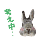 SAVE THE RABBITSのうさぎスタンプ（個別スタンプ：5）