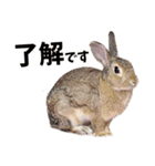 SAVE THE RABBITSのうさぎスタンプ（個別スタンプ：6）