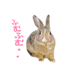 SAVE THE RABBITSのうさぎスタンプ（個別スタンプ：7）