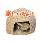 SAVE THE RABBITSのうさぎスタンプ（個別スタンプ：8）