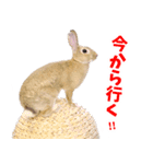 SAVE THE RABBITSのうさぎスタンプ（個別スタンプ：9）