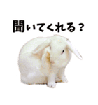 SAVE THE RABBITSのうさぎスタンプ（個別スタンプ：11）