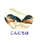 野鳥たち（個別スタンプ：1）