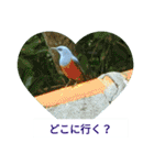 野鳥たち（個別スタンプ：5）