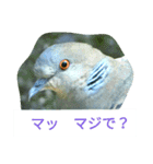 野鳥たち（個別スタンプ：16）