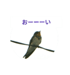 野鳥たち（個別スタンプ：19）