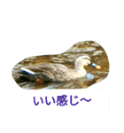 野鳥たち（個別スタンプ：23）