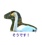 野鳥たち（個別スタンプ：24）