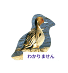 野鳥たち（個別スタンプ：27）