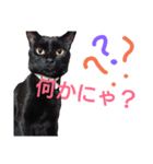 黒猫ぎん（個別スタンプ：1）