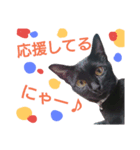 黒猫ぎん（個別スタンプ：16）