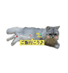 猫 ペルシャ（個別スタンプ：11）