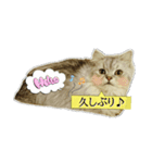 猫 ペルシャ（個別スタンプ：14）