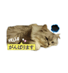 猫 ペルシャ（個別スタンプ：25）