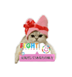 猫 ペルシャ（個別スタンプ：30）