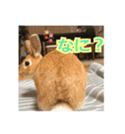 可愛いうさぎのメッセージ（個別スタンプ：8）