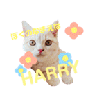 HARRYくんとANGEお姉ちゃんのスタンプ（個別スタンプ：1）