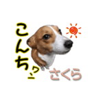 コーギー犬のさくらチャン（個別スタンプ：1）