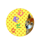 柴犬くるみちゃん 11（個別スタンプ：3）