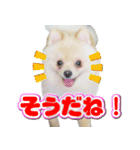 ポメラニアン犬のヒロ君です 1（個別スタンプ：40）