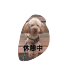 犬の独り（個別スタンプ：7）