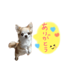 @愛犬ちわこ 2（個別スタンプ：8）