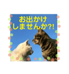 自然の写真の敬語スタンプ。時々ねこ。（個別スタンプ：6）