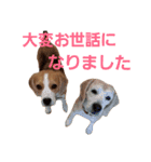 ビーグル犬のキックとパンチの日々パート3（個別スタンプ：2）