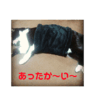 猫トウリョウとサクラ（個別スタンプ：5）